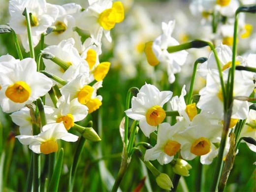 Narcissus Flower