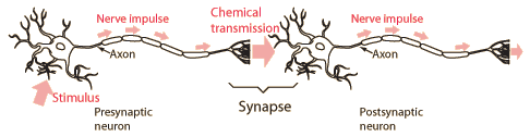 Neurotransmitters
