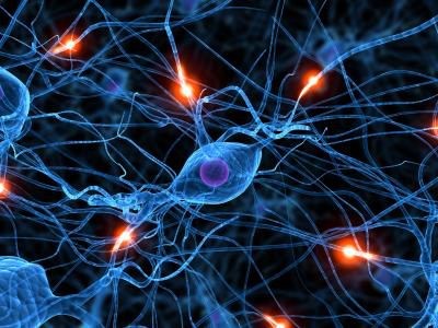 Neuron